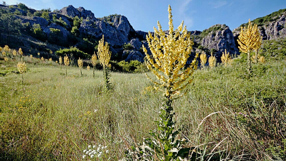 MOUNTAIN Smokes Learning Center - History of Mullein